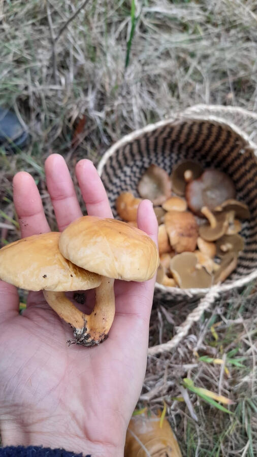 boletus