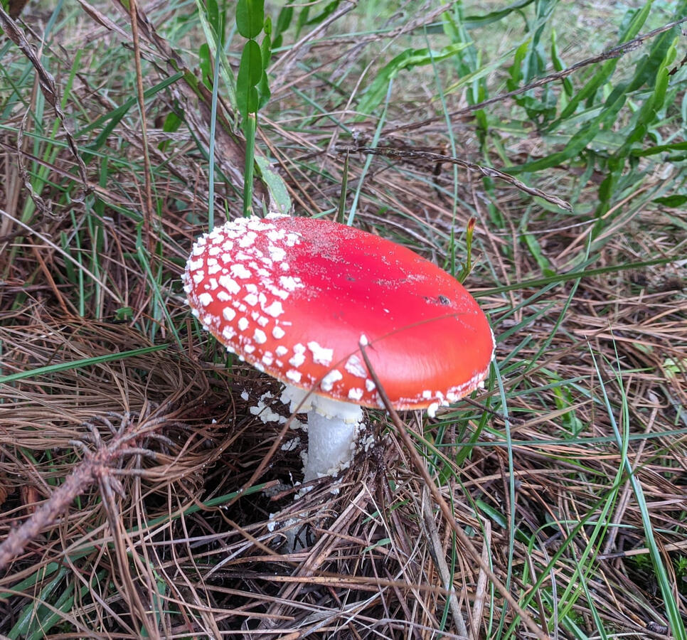 amanita